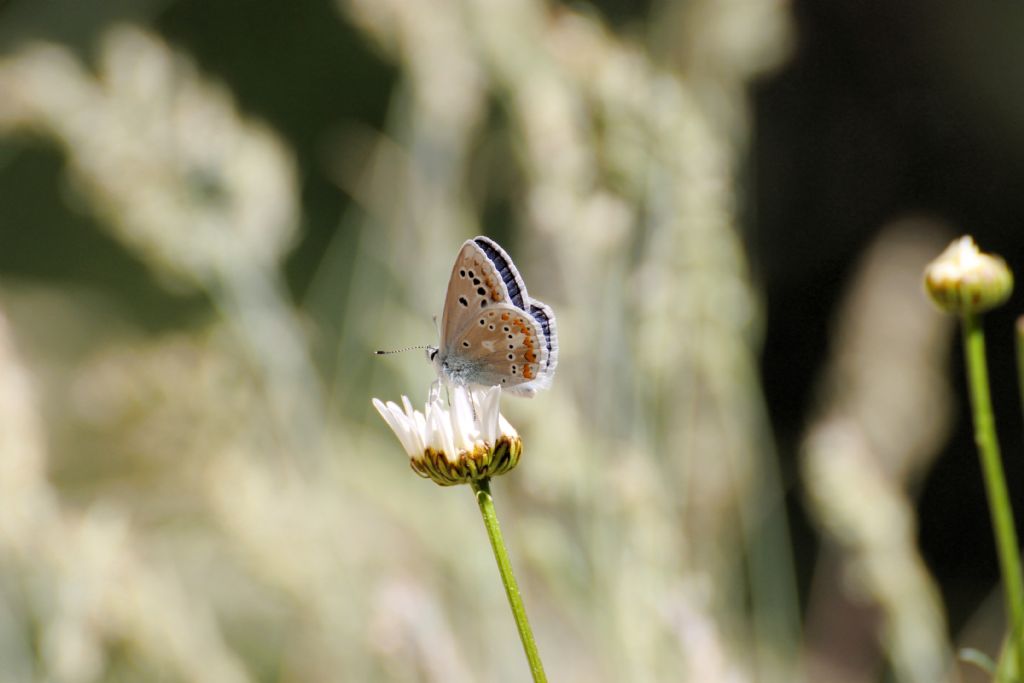 Polyommatus dorylas? S